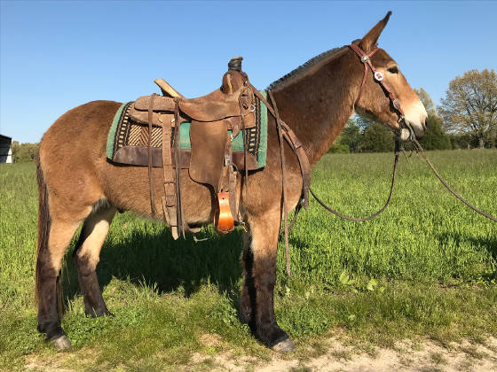 black draft mules for sale