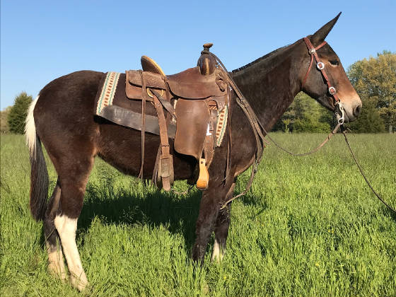 Mules For Sale