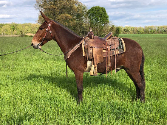 mules sale