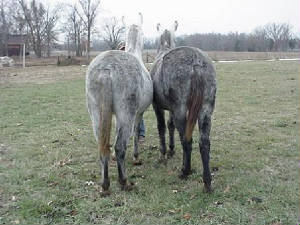 sueandsallyrear.jpg