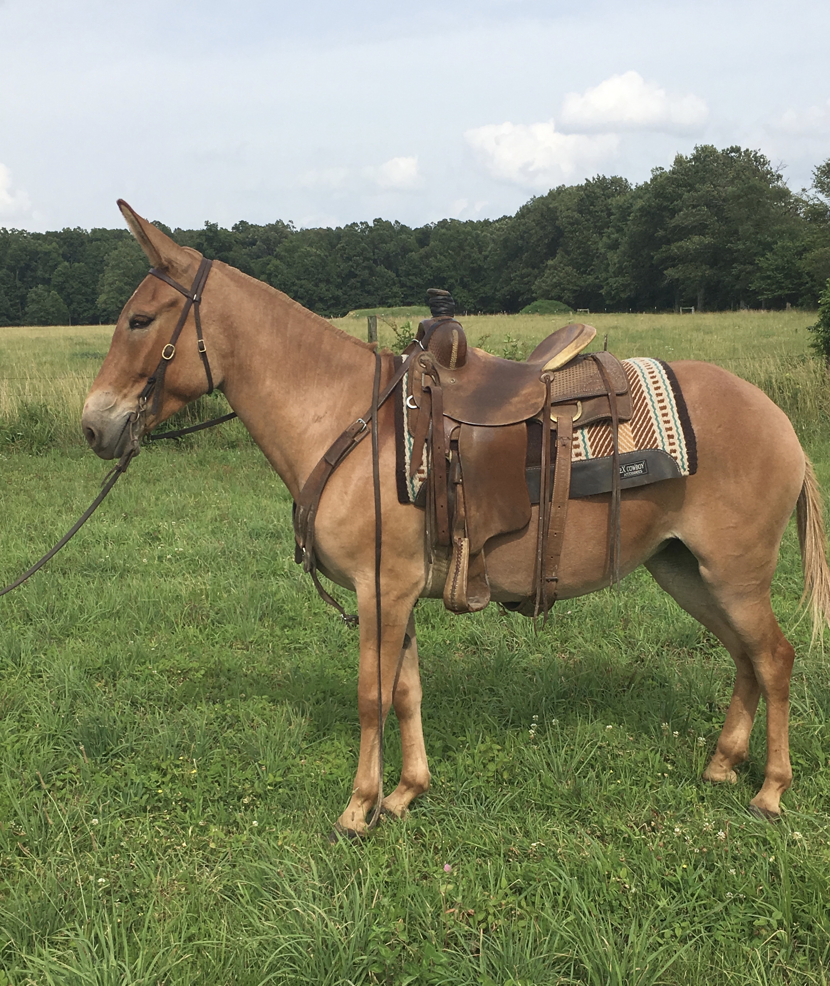 mules sale